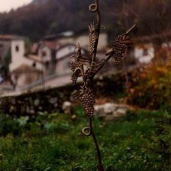 La vigna